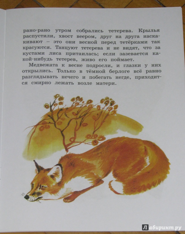 Иллюстрация 13 из 44 для Как медведь в лесу живёт - Вера Чаплина | Лабиринт - книги. Источник: Штерн  Яна