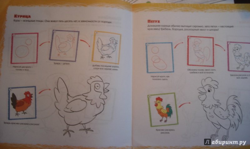 Иллюстрация 3 из 11 для Учимся рисовать. Домашние животные | Лабиринт - книги. Источник: Мещерякова  Инна