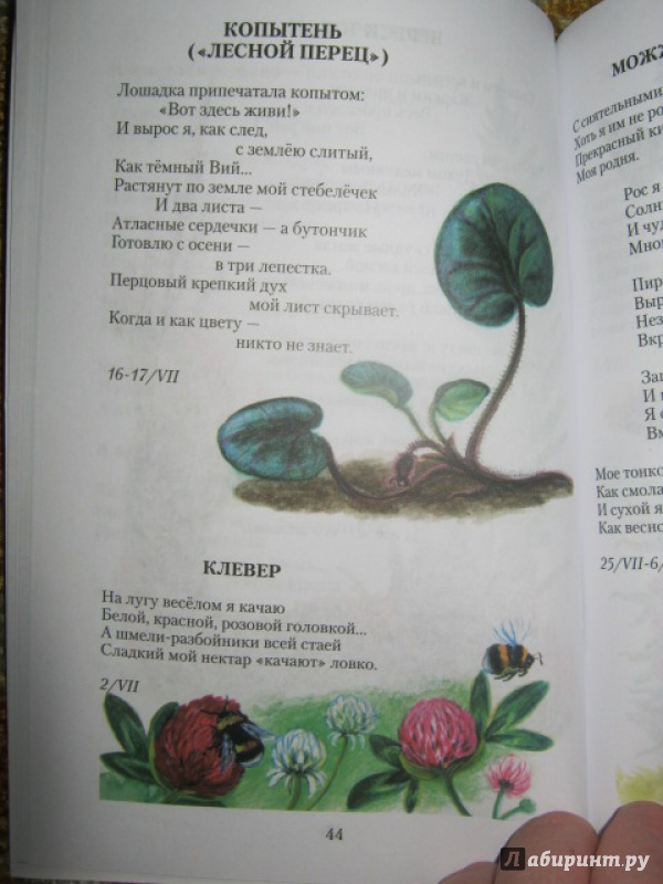 Иллюстрация 4 из 16 для Прекрасные дары флоры - Ирина Каширина | Лабиринт - книги. Источник: Евгения39
