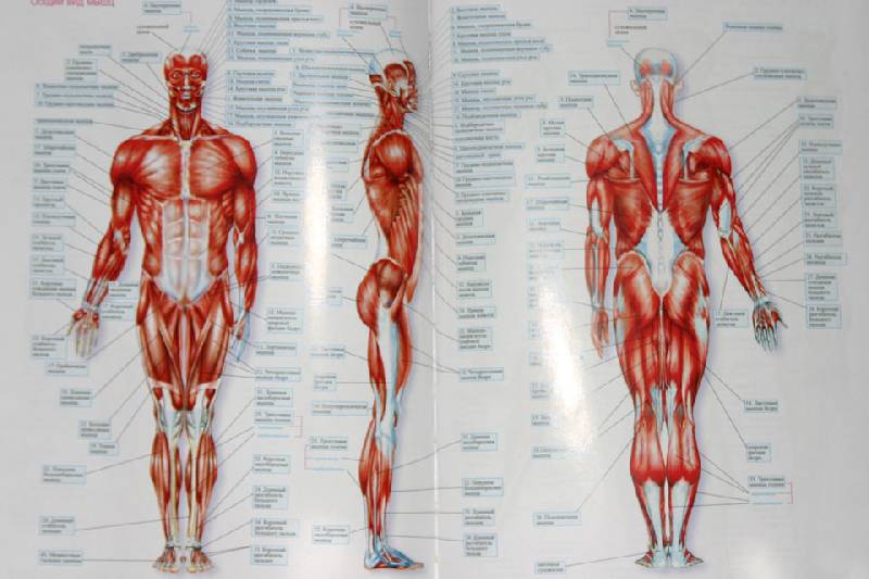 Иллюстрация 6 из 9 для Анатомия фитнеса - Андрей Кузнецов | Лабиринт - книги. Источник: Иванна