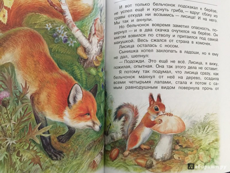 Иллюстрация 19 из 59 для Сказки и рассказы про животных