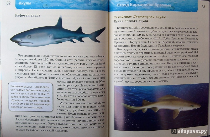 Иллюстрация 20 из 37 для Акулы | Лабиринт - книги. Источник: Соловьев  Владимир