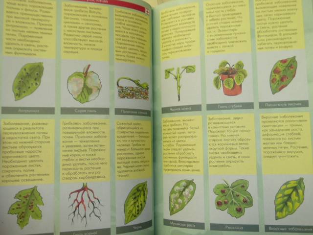 Иллюстрация 2 из 5 для 100 самых популярных комнатных растений - Ирина Иофина | Лабиринт - книги. Источник: Новичкова Елена Юрьевна