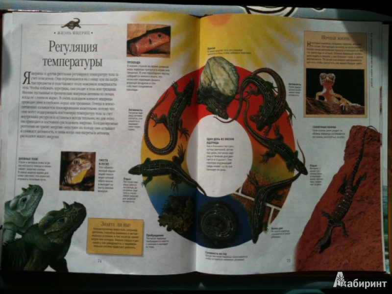 Иллюстрация 7 из 45 для Динозавры и рептилии | Лабиринт - книги. Источник: Каманина  Мария
