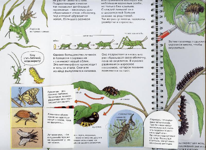 Иллюстрация 23 из 41 для Кто такие насекомые - Ангела Вайнхольд | Лабиринт - книги. Источник: Igra