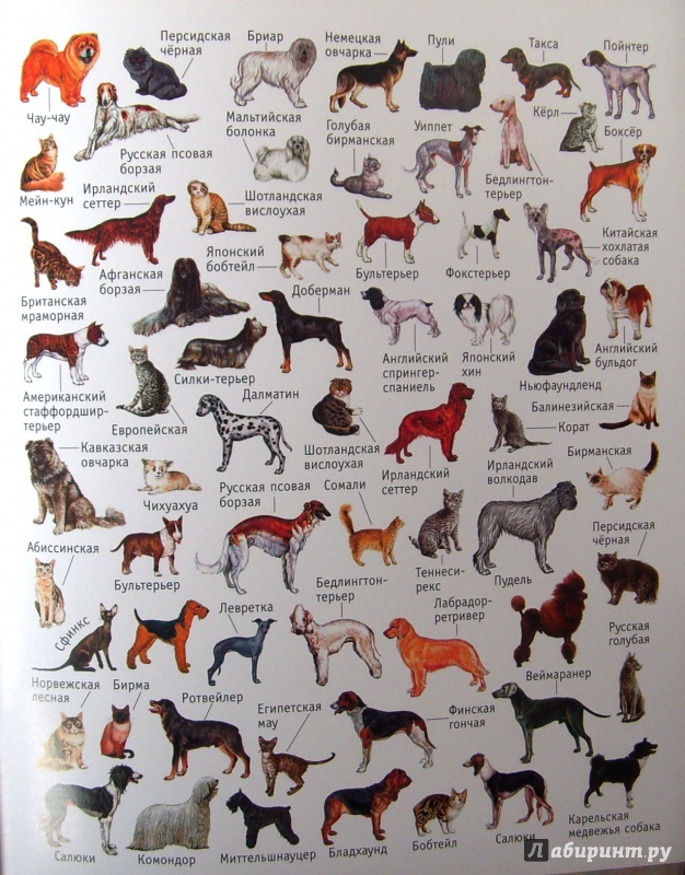 Иллюстрация 21 из 26 для Большая книга развивающих наклеек. Кошки и собаки | Лабиринт - книги. Источник: Соловьев  Владимир