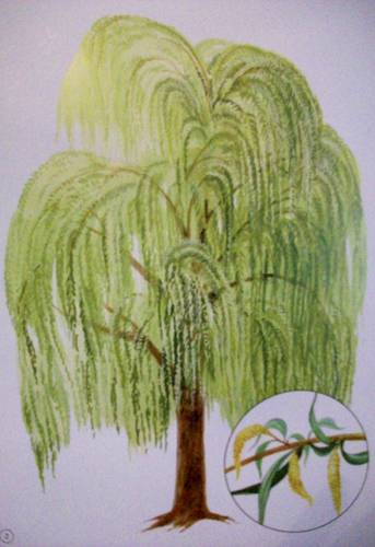Иллюстрация 3 из 12 для Демонстрационный материал: Деревья, кусты, грибы | Лабиринт - книги. Источник: Иванна