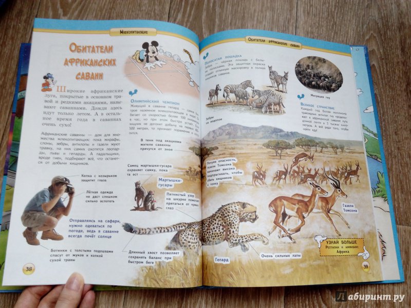 Иллюстрация 21 из 25 для Млекопитающие | Лабиринт - книги. Источник: Oksana