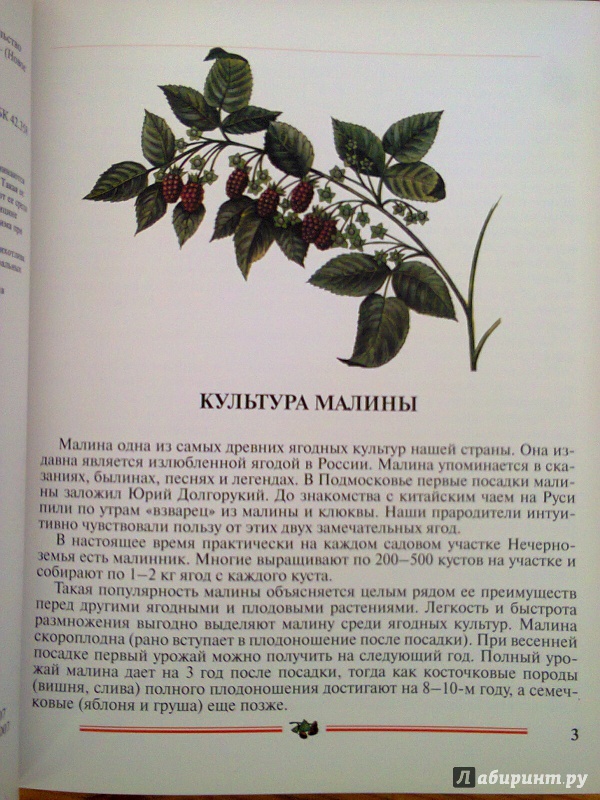 Иллюстрация 2 из 9 для Малина, ежевика: Пособие для садоводов-любителей - Никиточкин, Никиточкина | Лабиринт - книги. Источник: Sonya Summer