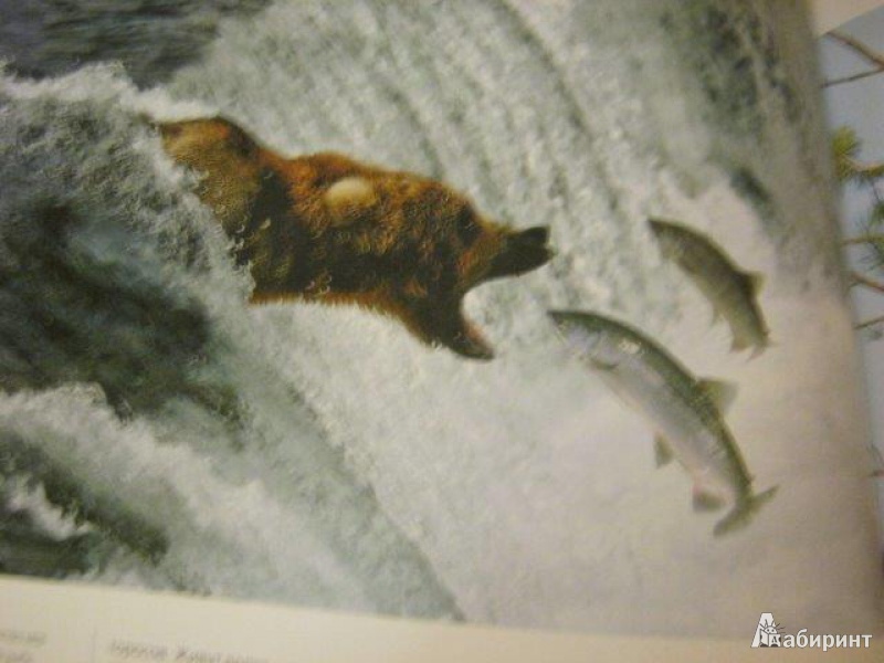 Иллюстрация 13 из 51 для 77 самых опасных животных и растений | Лабиринт - книги. Источник: М-и-л-е-н-а