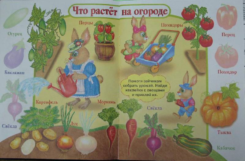 Иллюстрация 6 из 7 для Овощи и фрукты | Лабиринт - книги. Источник: Слабоспицкая  Ольга Николаевна