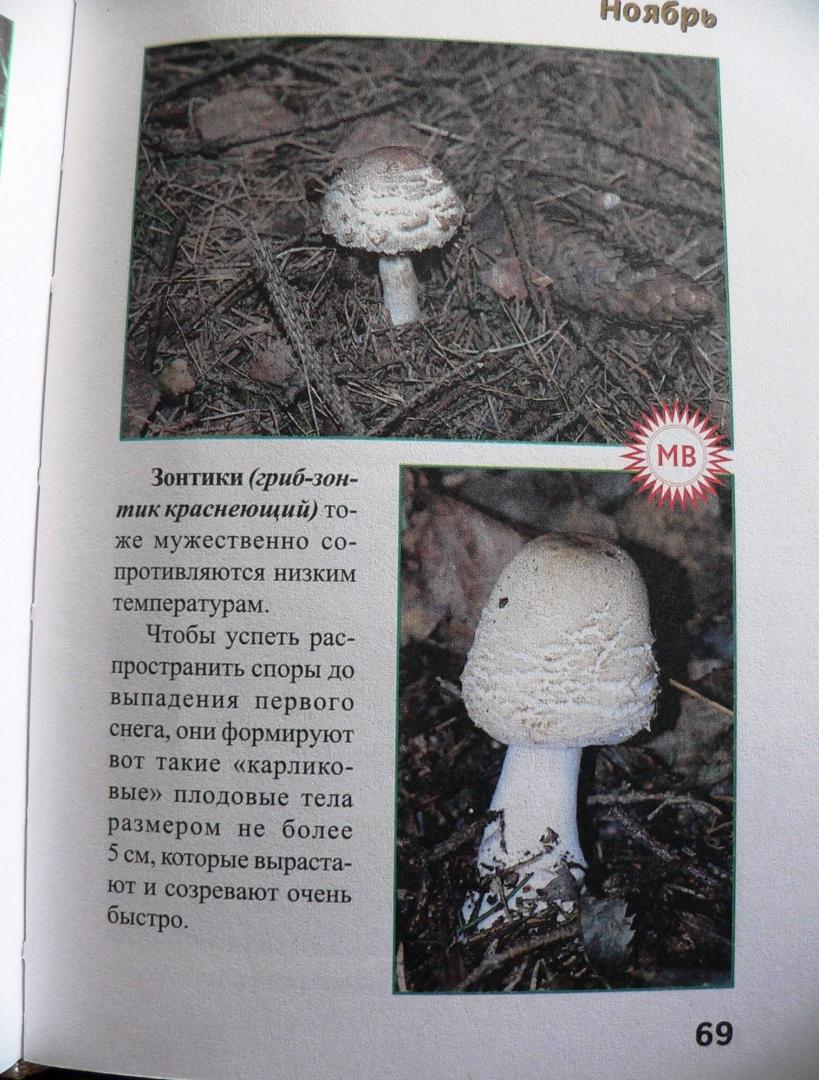 Иллюстрация 14 из 32 для За грибами с ноября по май - Михаил Вишневский | Лабиринт - книги. Источник: Mурaшкa