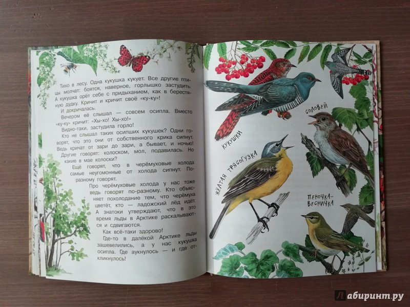 Иллюстрация 51 из 65 для Лесные сказки - Николай Сладков | Лабиринт - книги. Источник: Гошева  Елена
