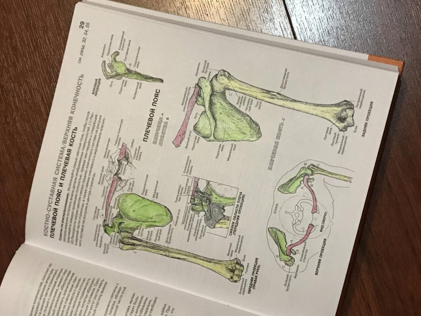 Иллюстрация 56 из 65 для Анатомия человека. Атлас-раскраска - Элсон, Кэпит | Лабиринт - книги. Источник: Ромашка