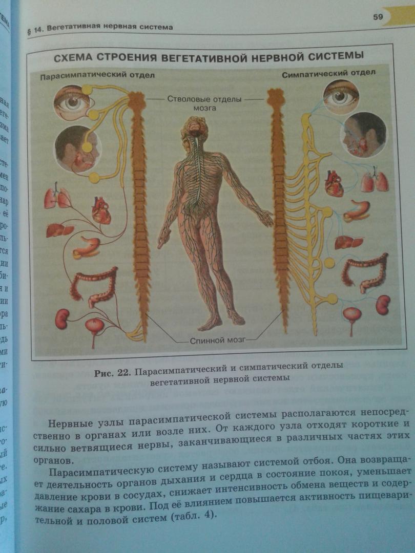Иллюстрация 33 из 39 для Биология. 8 класс. Человек и его здоровье. Учебник. ФГОС - Рохлов, Трофимов | Лабиринт - книги. Источник: Лабиринт