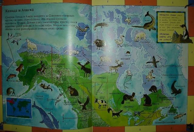 Иллюстрация 12 из 31 для Детский атлас животных - Дебора Чанселлор | Лабиринт - книги. Источник: Настёна