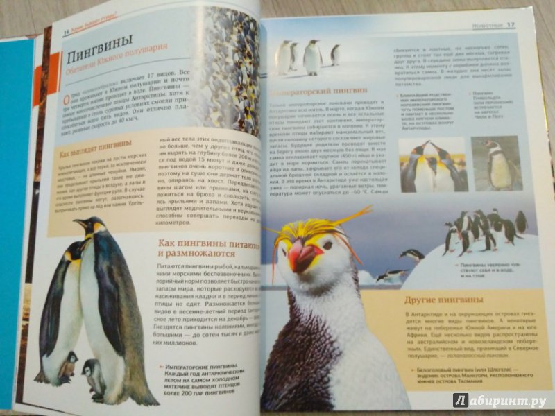 Иллюстрация 19 из 27 для Животные: птицы и звери | Лабиринт - книги. Источник: Тайна