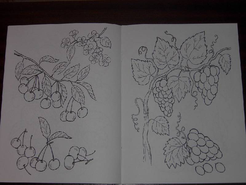 Иллюстрация 5 из 6 для Что растет в саду - Татьяна Коваль | Лабиринт - книги. Источник: Iwolga