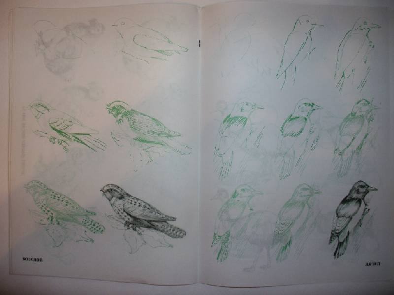 Иллюстрация 3 из 22 для Рисуем 50 птиц - Эймис, Д'Адамо | Лабиринт - книги. Источник: Tiger.