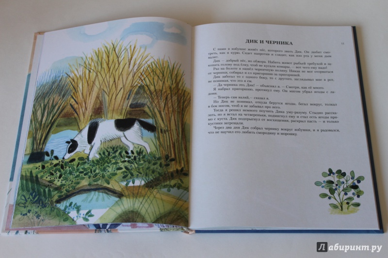 Иллюстрация 25 из 33 для Воробьиное озеро - Юрий Коваль | Лабиринт - книги. Источник: По страницам детских книг