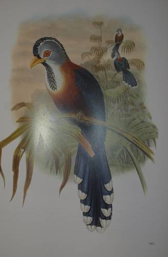Иллюстрация 12 из 22 для Птицы Азии - Джон Гульд | Лабиринт - книги. Источник: Наталья Бухтиярова