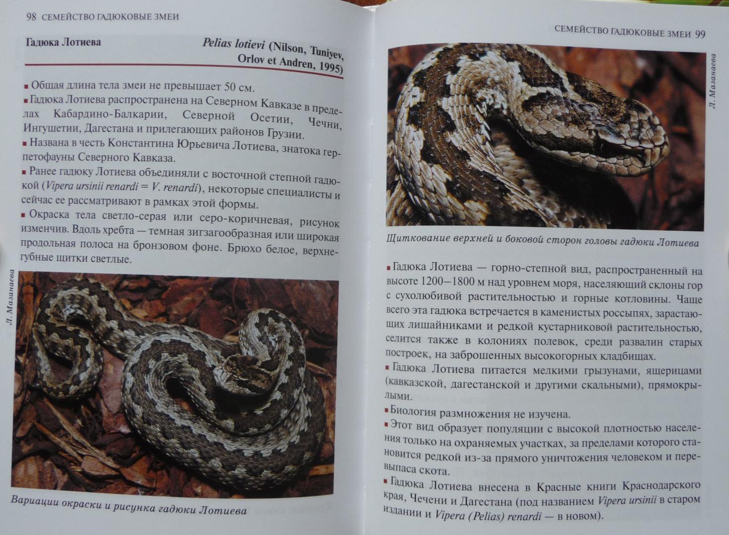 Книга про змея. Книга зелёная страницы змея. Атласная змея книга. Значение змей в природе и жизни человека.
