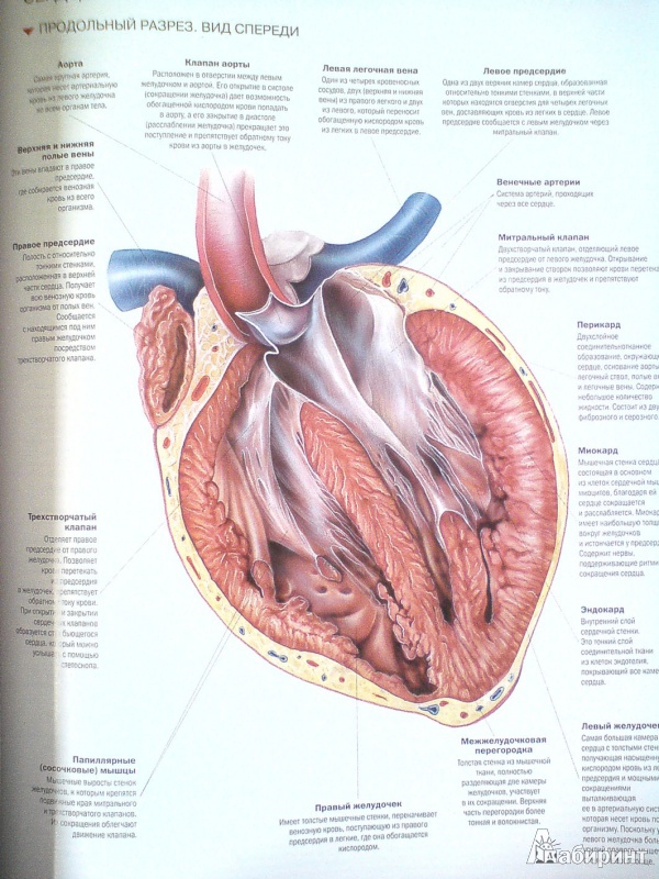 Иллюстрация 6 из 32 для Атлас анатомии человека - Виге, Орте | Лабиринт - книги. Источник: D8  _