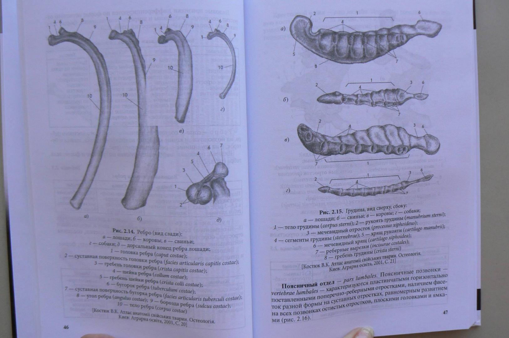 Иллюстрация 3 из 5 для Анатомия животных. Учебник - Боев, Журавлева, Брагин | Лабиринт - книги. Источник: Лидия