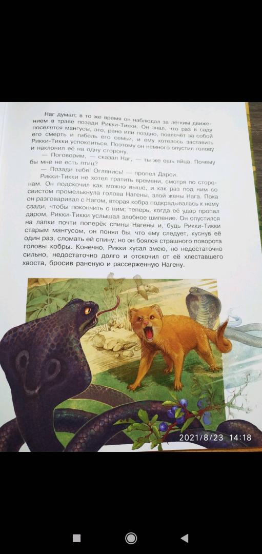 Иллюстрация 40 из 58 для Рикки-Тикки-Тави - Редьярд Киплинг | Лабиринт - книги. Источник: Ekaterina Фиалковая