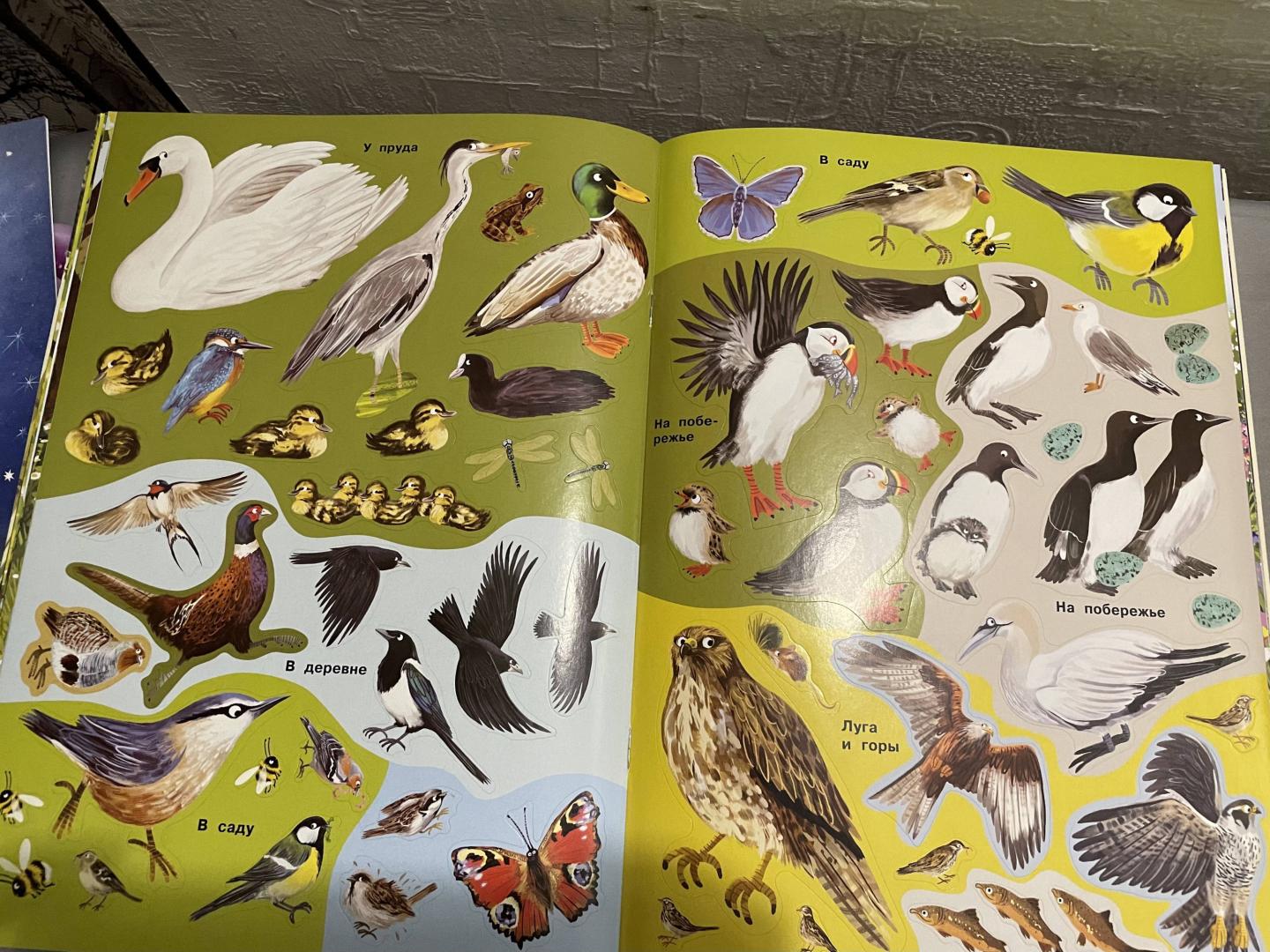 Иллюстрация 27 из 32 для Малиновки, синицы и другие птицы | Лабиринт - книги. Источник: Лабиринт