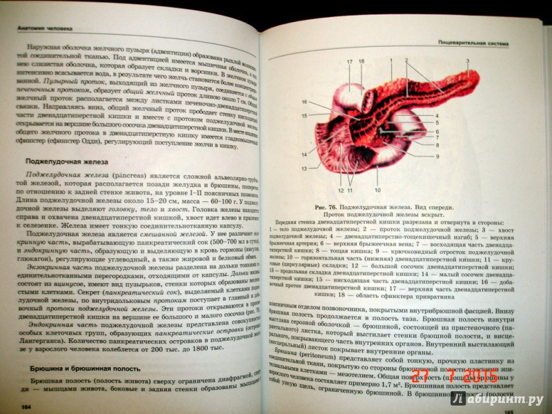 Иллюстрация 10 из 11 для Анатомия человека - Сапин, Швецов | Лабиринт - книги. Источник: Kassavetes