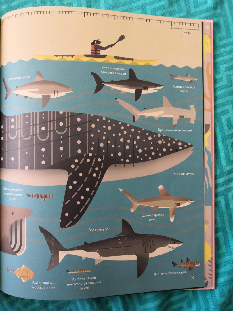 Иллюстрация 46 из 48 для Без ума от акул - Оуэн Дэйви | Лабиринт - книги. Источник: Фомовская Даша