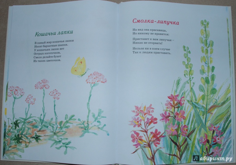 Иллюстрация 49 из 69 для Наши цветы - Екатерина Серова | Лабиринт - книги. Источник: Книжный кот