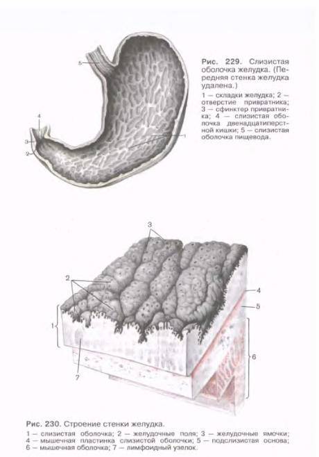 Слои слизистой оболочки желудка. Анатомия человека 2 том Сапин Билич. Желудочные складки поля ямки. Слизистая оболочка желудка.