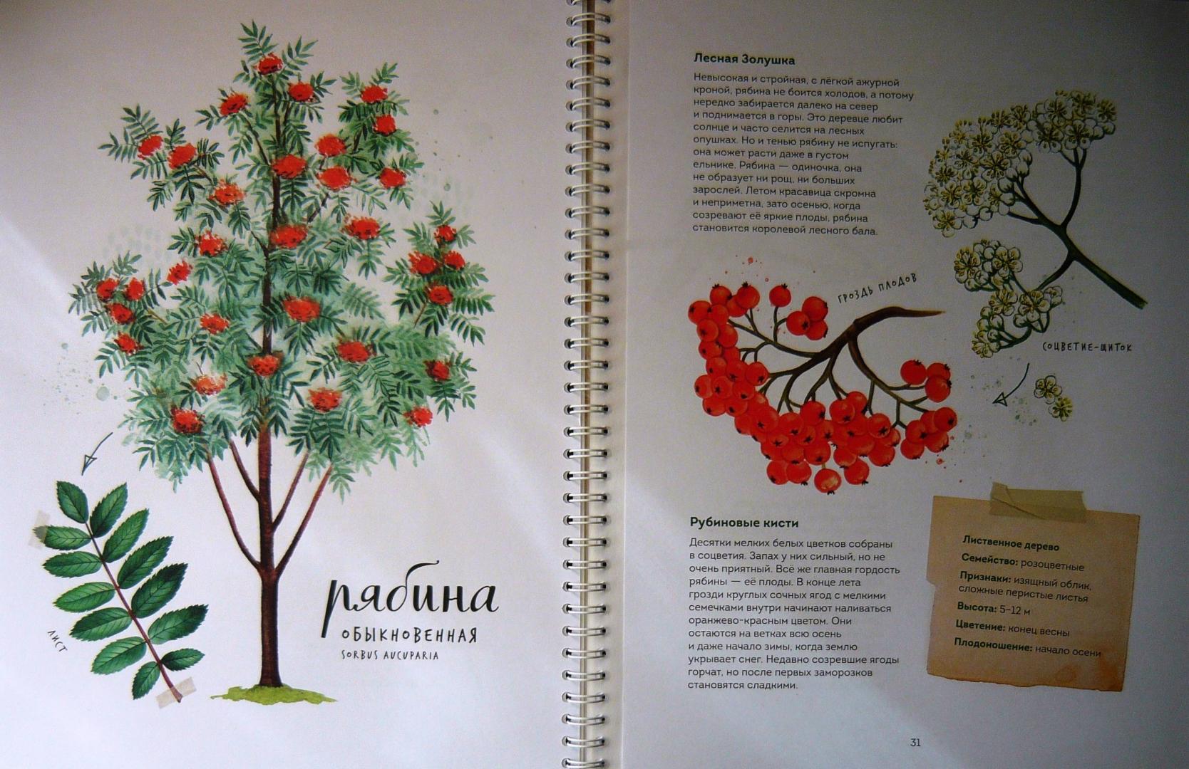 Иллюстрация 78 из 126 для Мой гербарий. Листья деревьев - Анна Васильева | Лабиринт - книги. Источник: Ромашка:-)