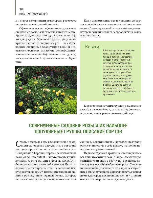 Иллюстрация 11 из 13 для Розы в вашем саду. Выбираем, ухаживаем, наслаждаемся - Тадеуш, Недялков | Лабиринт - книги. Источник: knigoved