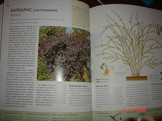 Иллюстрация 2 из 3 для Обрезка растений - Стив Брэдли | Лабиринт - книги. Источник: Исаенкова Мария Александровна
