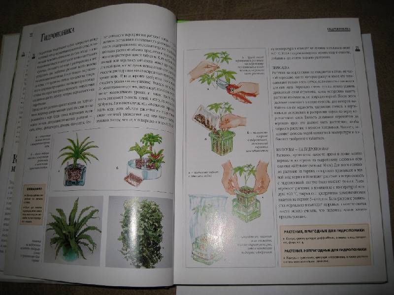 Иллюстрация 7 из 15 для Декоративные растения от А до Я: Дом, балкон, сад | Лабиринт - книги. Источник: Нателла