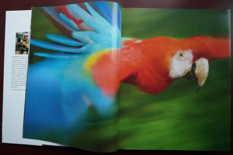 Иллюстрация 22 из 64 для Животные. Живая природа глазами фотографа - Стив Блум | Лабиринт - книги. Источник: Igra