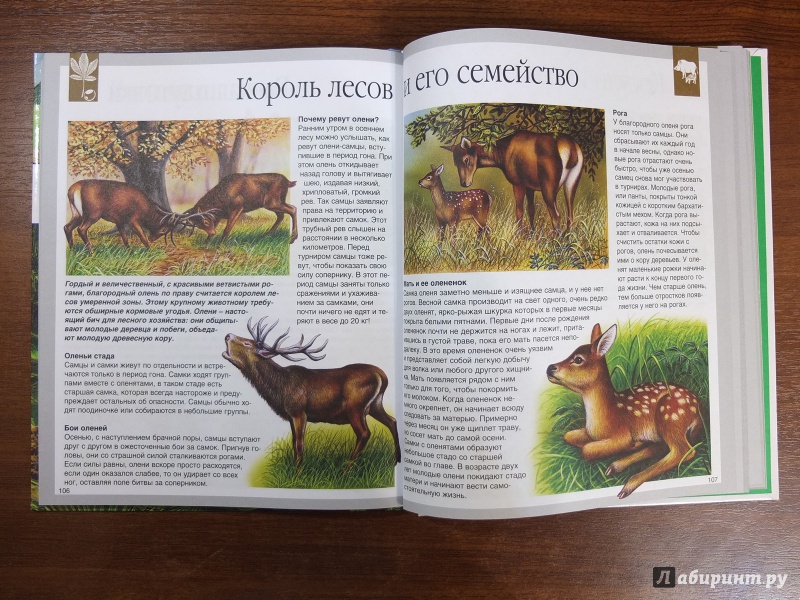 Иллюстрация 18 из 36 для Мир леса - Генри Эйнар | Лабиринт - книги. Источник: Firefly