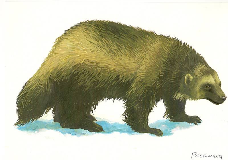 Иллюстрация 5 из 5 для Животные Севера | Лабиринт - книги. Источник: farnor