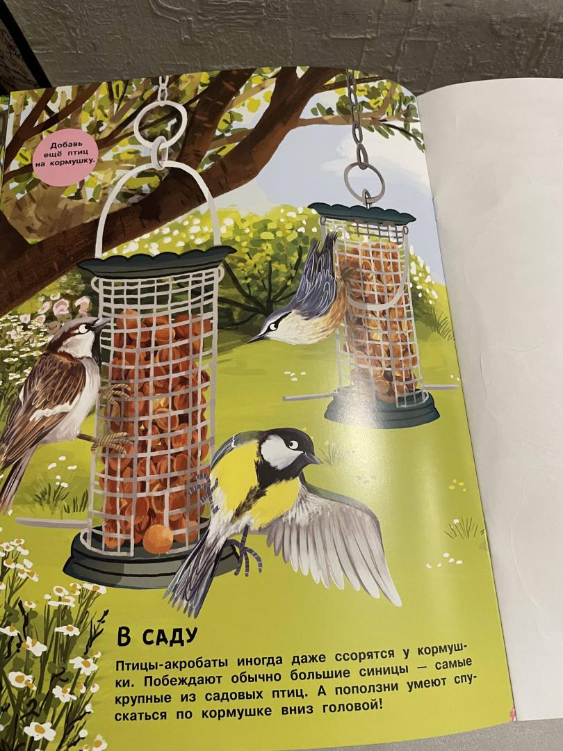 Иллюстрация 29 из 32 для Малиновки, синицы и другие птицы | Лабиринт - книги. Источник: Лабиринт