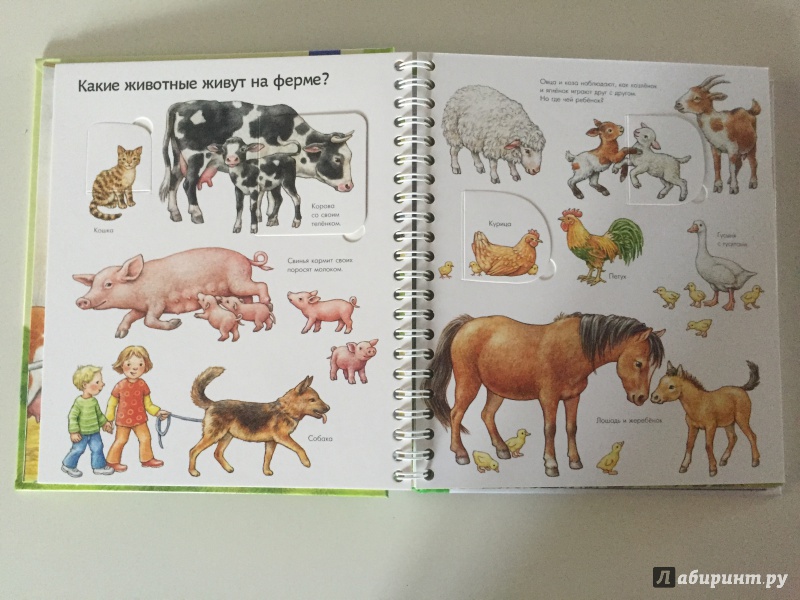 Иллюстрация 7 из 11 для Мир животных - Энн Мюллер | Лабиринт - книги. Источник: Чефранова  Анна