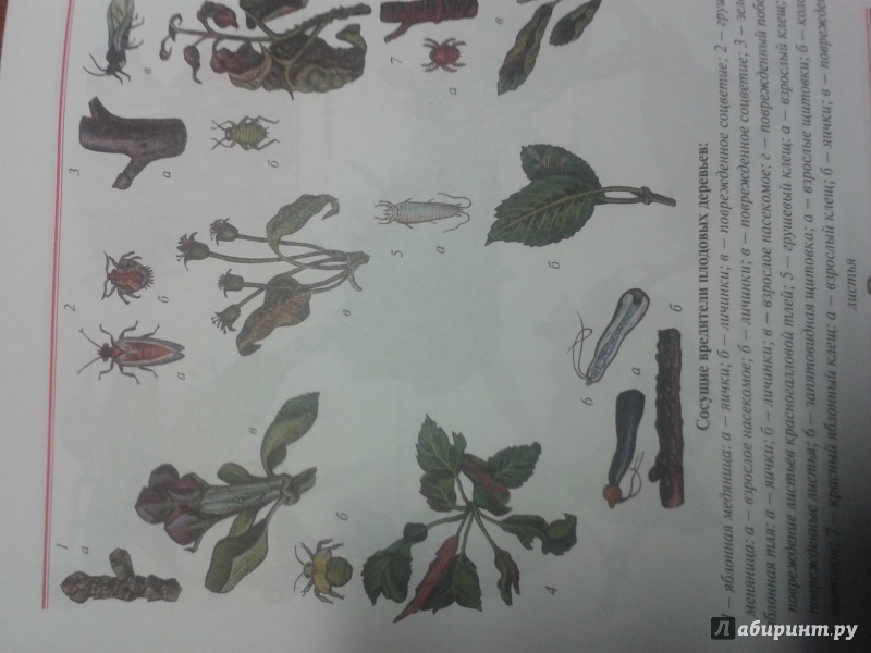 Иллюстрация 9 из 45 для Ранний урожай плодов, ягод. Пособие для садоводов-любителей - Александр Ракитин | Лабиринт - книги. Источник: Лабиринт