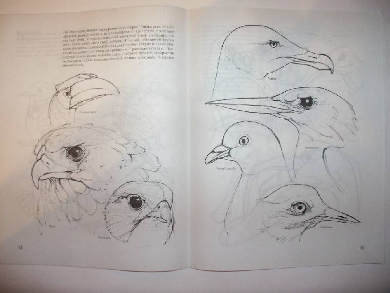 Иллюстрация 19 из 27 для Учитесь рисовать птиц - Дэвид Браун | Лабиринт - книги. Источник: Tiger.