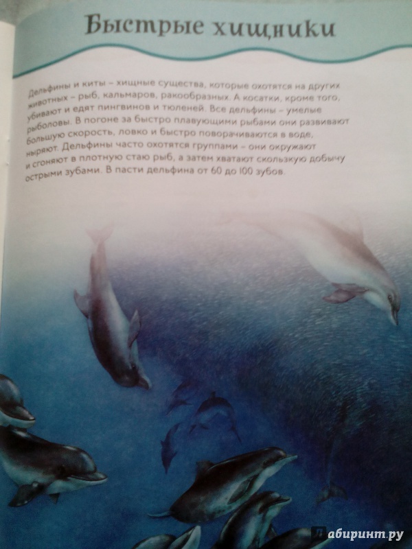 Иллюстрация 8 из 8 для Киты и дельфины | Лабиринт - книги. Источник: Жмуренко  Ирина