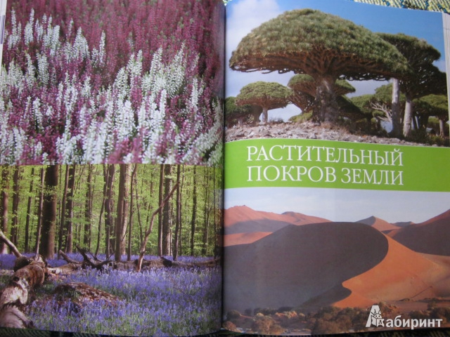 Иллюстрация 46 из 50 для В мире растений - Дикарева, Леонова | Лабиринт - книги. Источник: Евгения39