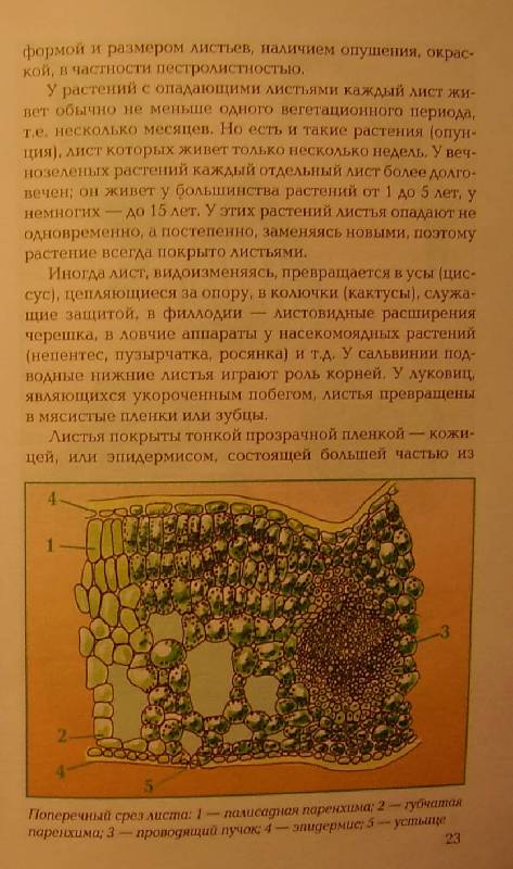 Иллюстрация 4 из 11 для Размножение растений - Т.В. Алдохина | Лабиринт - книги. Источник: july