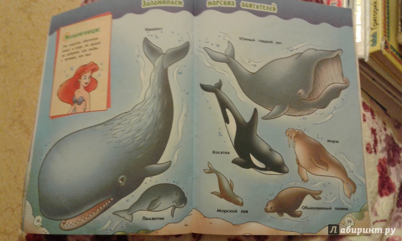 Иллюстрация 11 из 14 для Морские обитатели с Ариэль | Лабиринт - книги. Источник: Чибуткина Вера