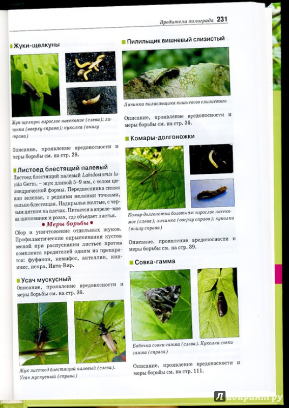 Иллюстрация 5 из 14 для Болезни и вредители плодовых растений. Атлас-определитель - Трейвас, Каштанова | Лабиринт - книги. Источник: mayra